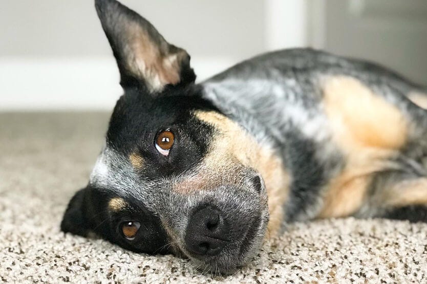 Scout the blue heeler laying on the carpet