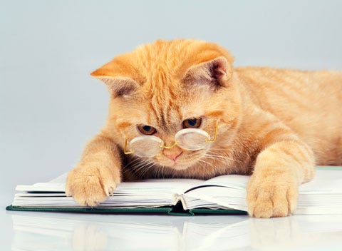What notes would a cat write if she could?