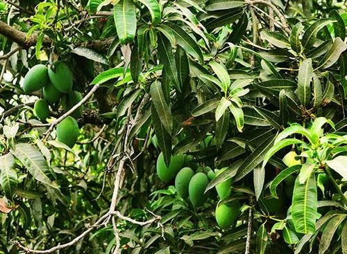 Mango Plants at best price in New Delhi by The Plant World | ID: 13757412148