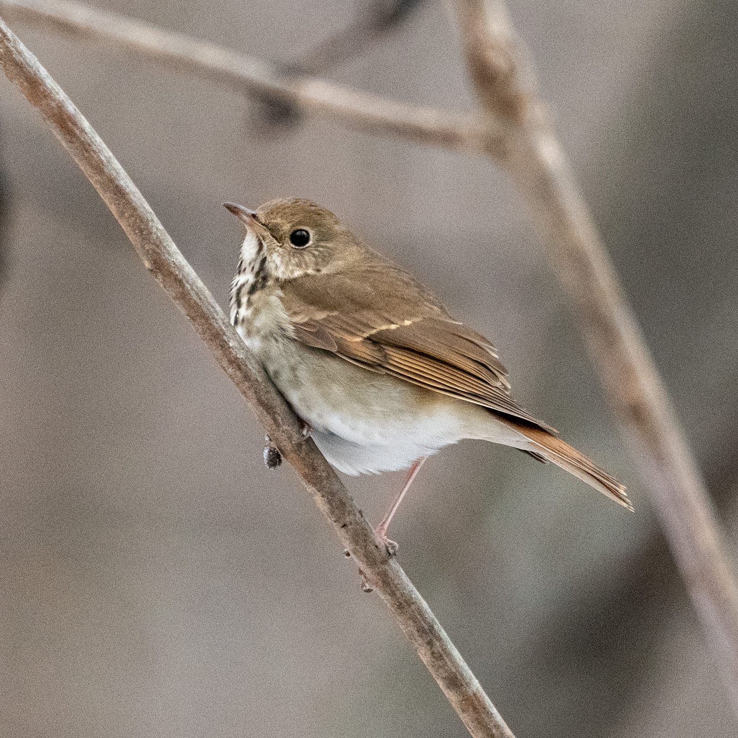A hermit thrush, perched, in profile; there is a wound or a deformation along its upper beak