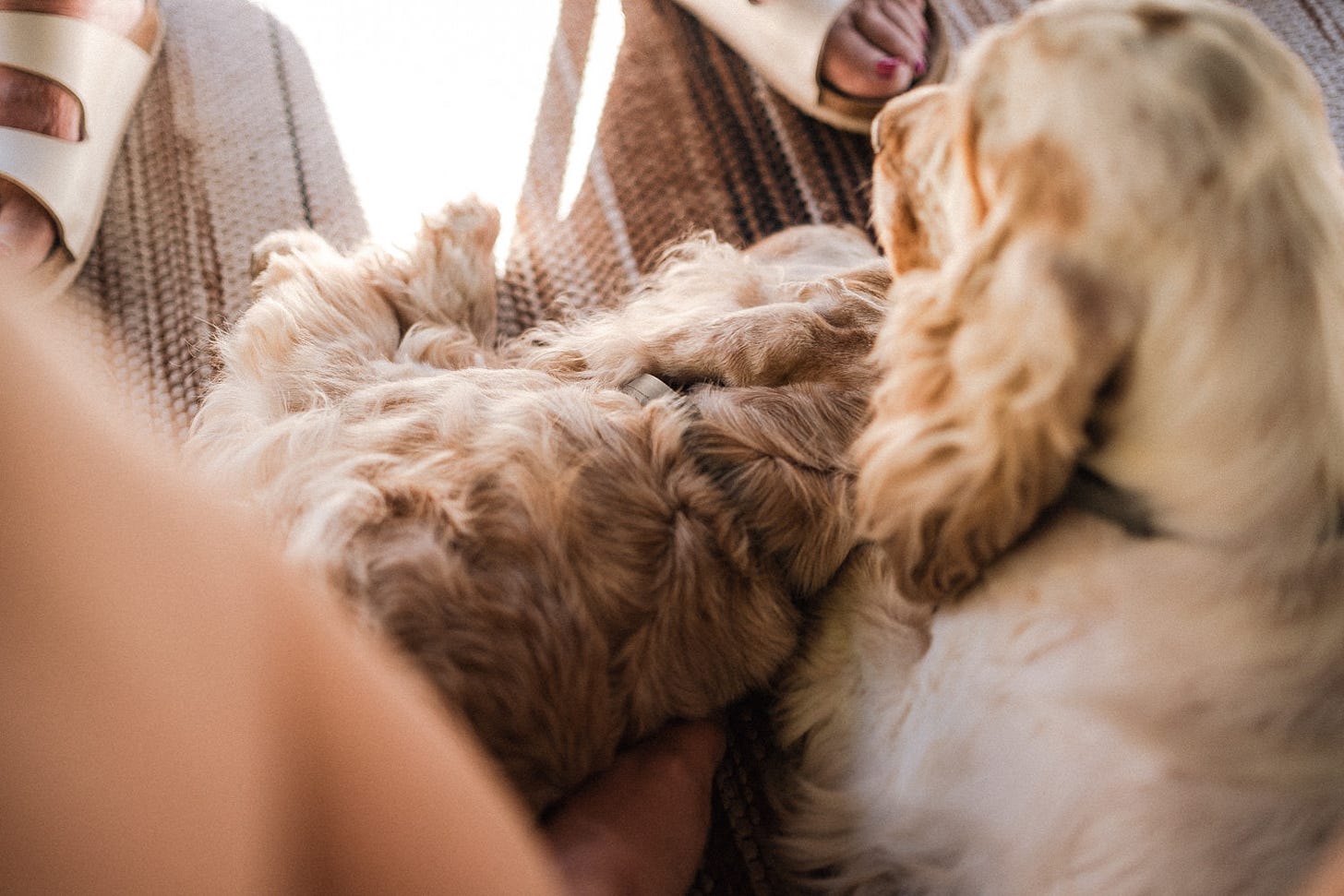 cockerspaniels sleeping under table