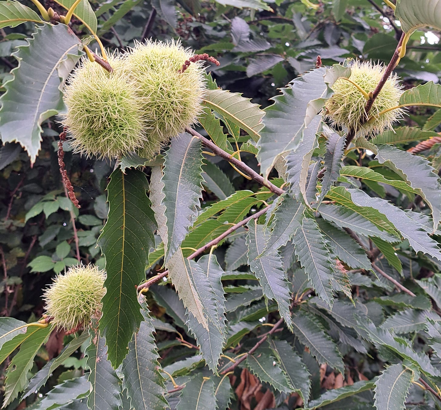 Chestnut tree, sadly not ripe yet