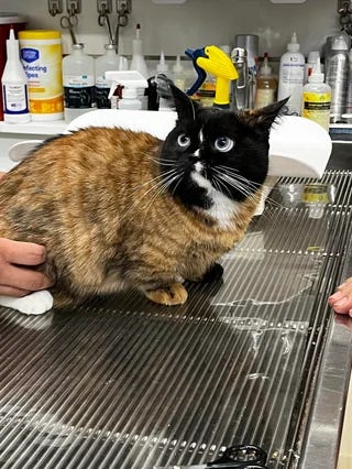 A cat on a table at the vet. His body is striped and orange, while his head is tuxedo colored (black with a white chin). His eyes are blue. He also has one black front foot and one white back foot. 
