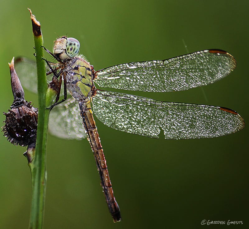 Wet Dragonfly