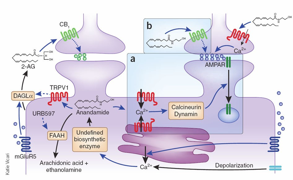 Anandamide serves two masters in the brain | Nature Neuroscience