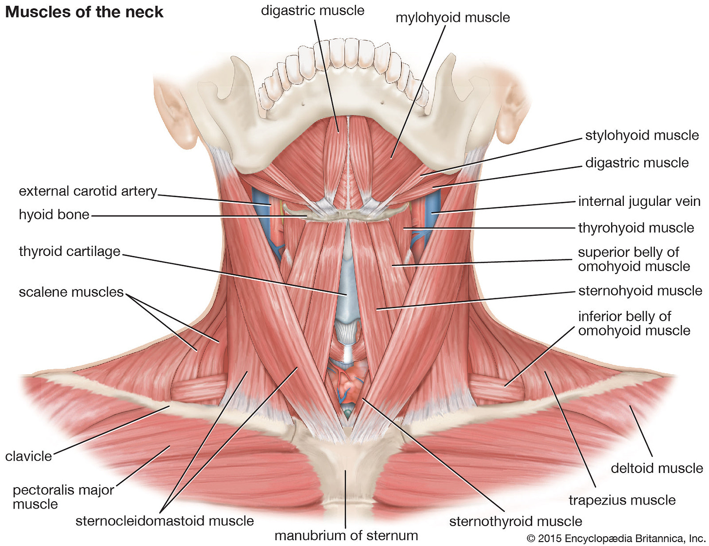 Major Muscles of the Neck – Iron Neck UK & Europe