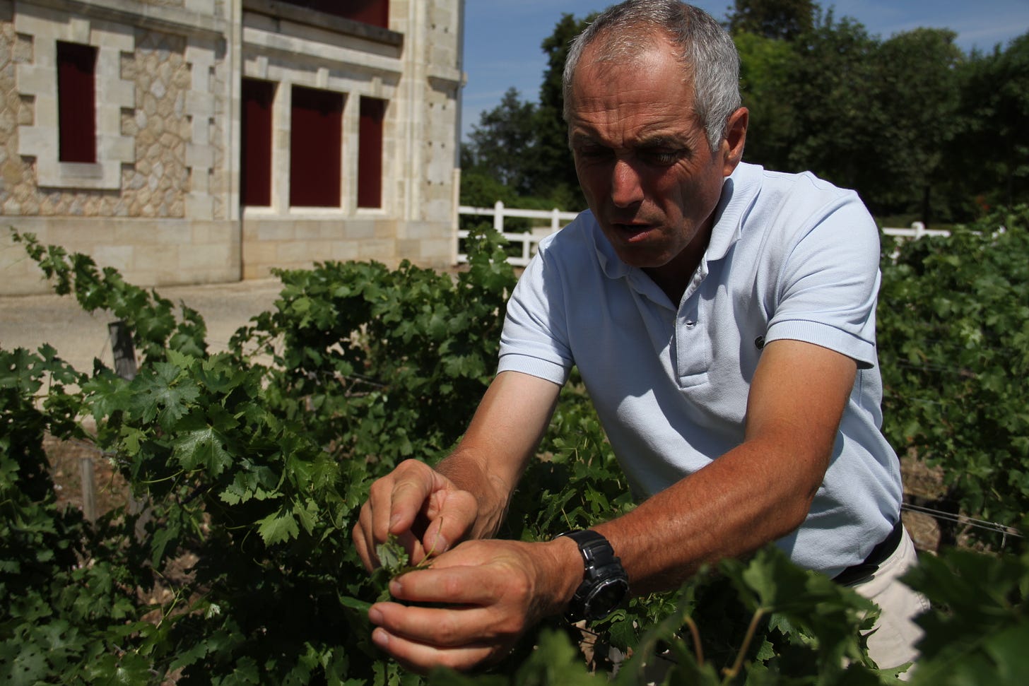 Jean-Michel Comme demonstrating the tie-back method, back when he still worked at Chateau Pontet Canet, 2019. Photo (C) Simon J Woolf.