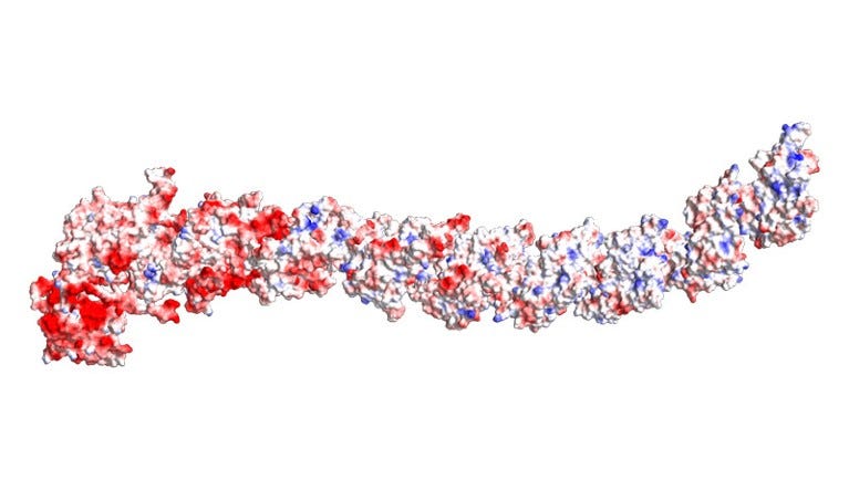 Antiparallel beta helix structure predicted from Dockerin-type sequence CAILPI010000004_73. Antiparallel beta helix structure predicted from Dockerin-type sequence CAILPI010000004_73.