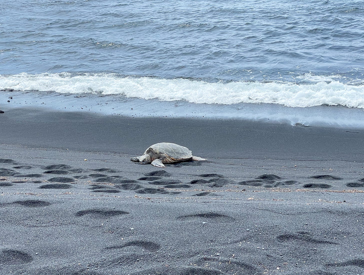 Honu on Punalu'u Beach