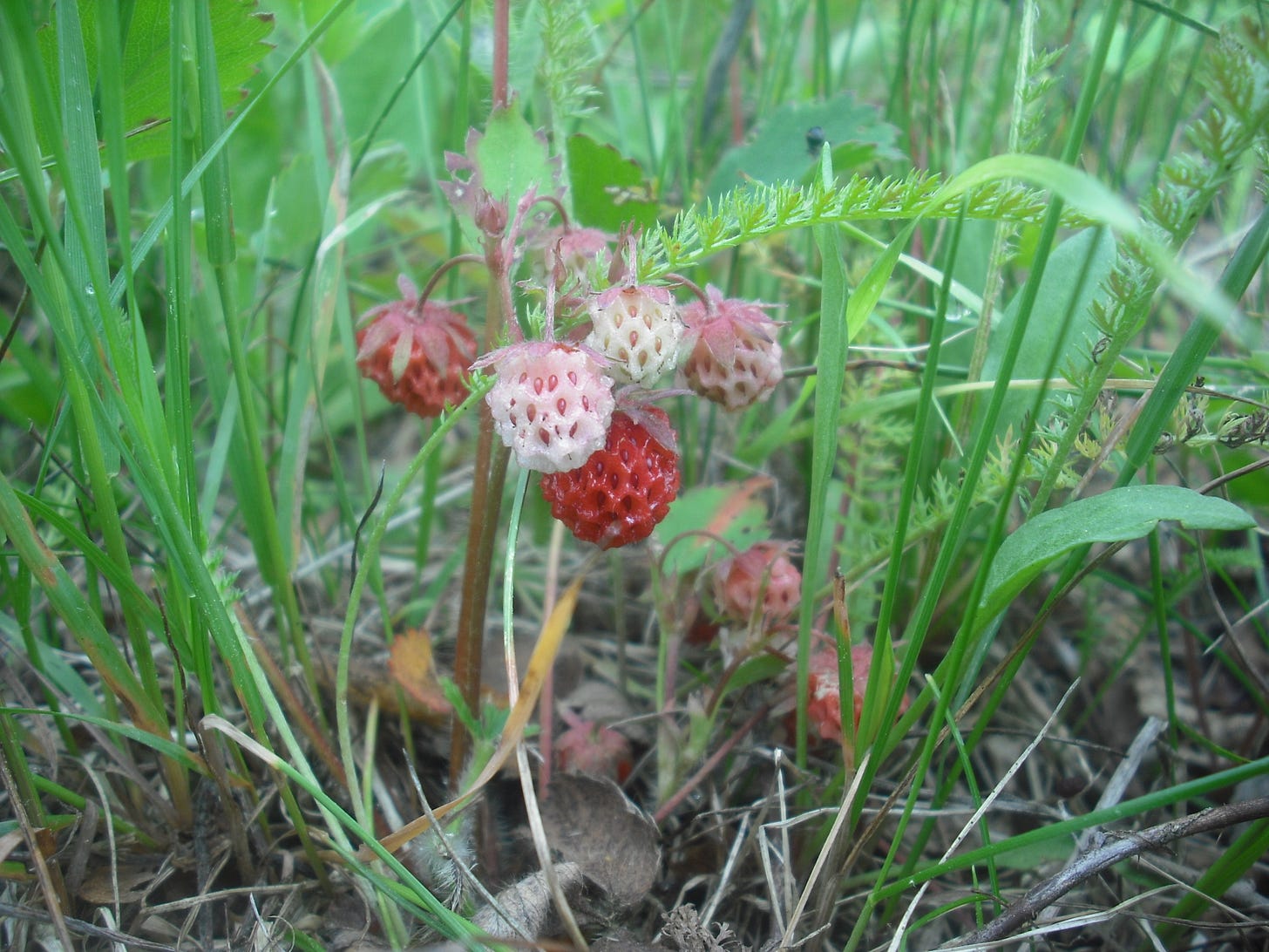 wild strawberry