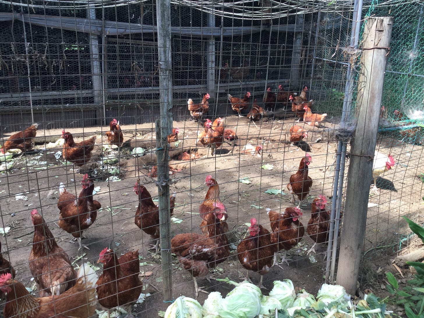 Diving Into Probiotics For Poultry