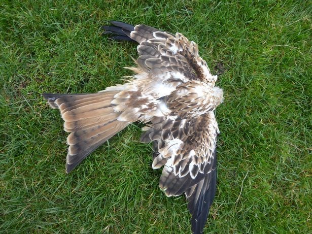 Poisoned Red Kite Nidderdale RSPB