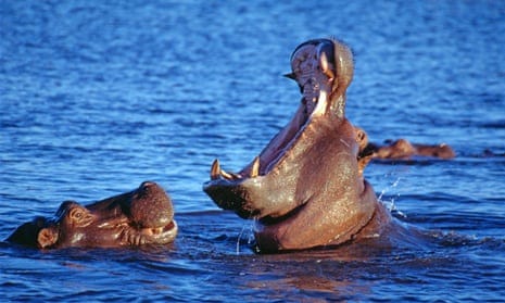 Hippopotamuses bathing in the Ocavango River in Botswana. 