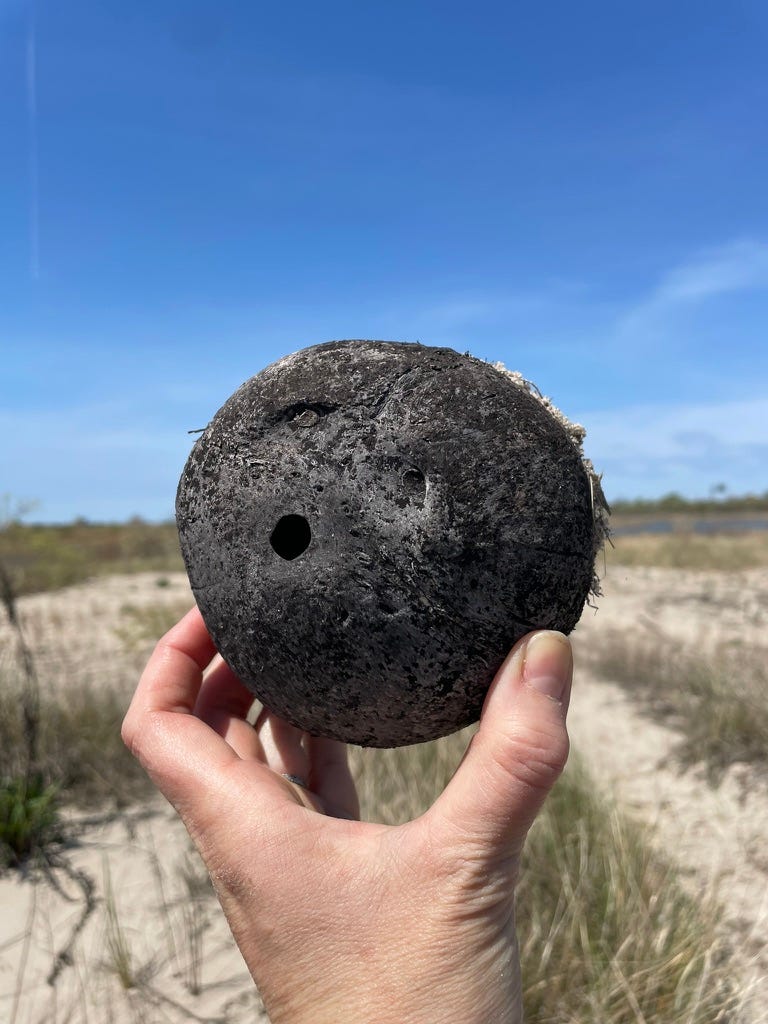 coconut on a beach