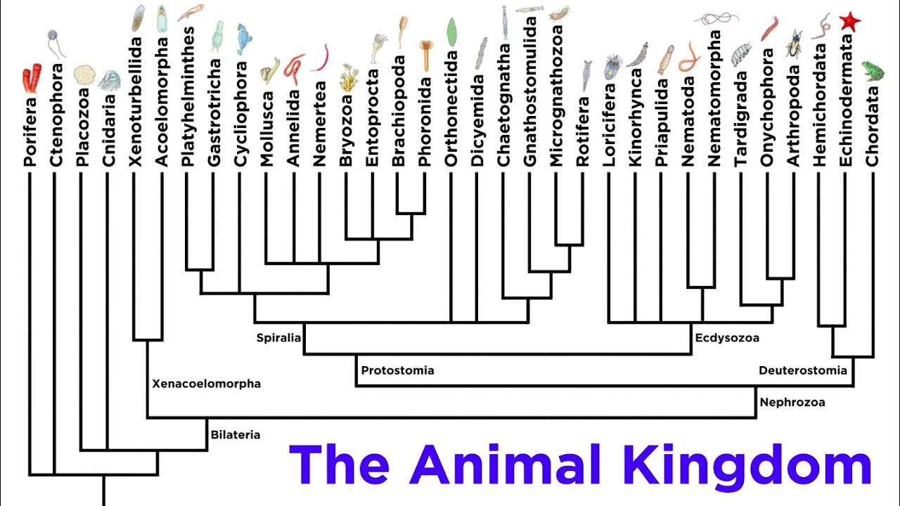 Major Divisions of Kingdom Animalia and the Problem With Animal Phyla