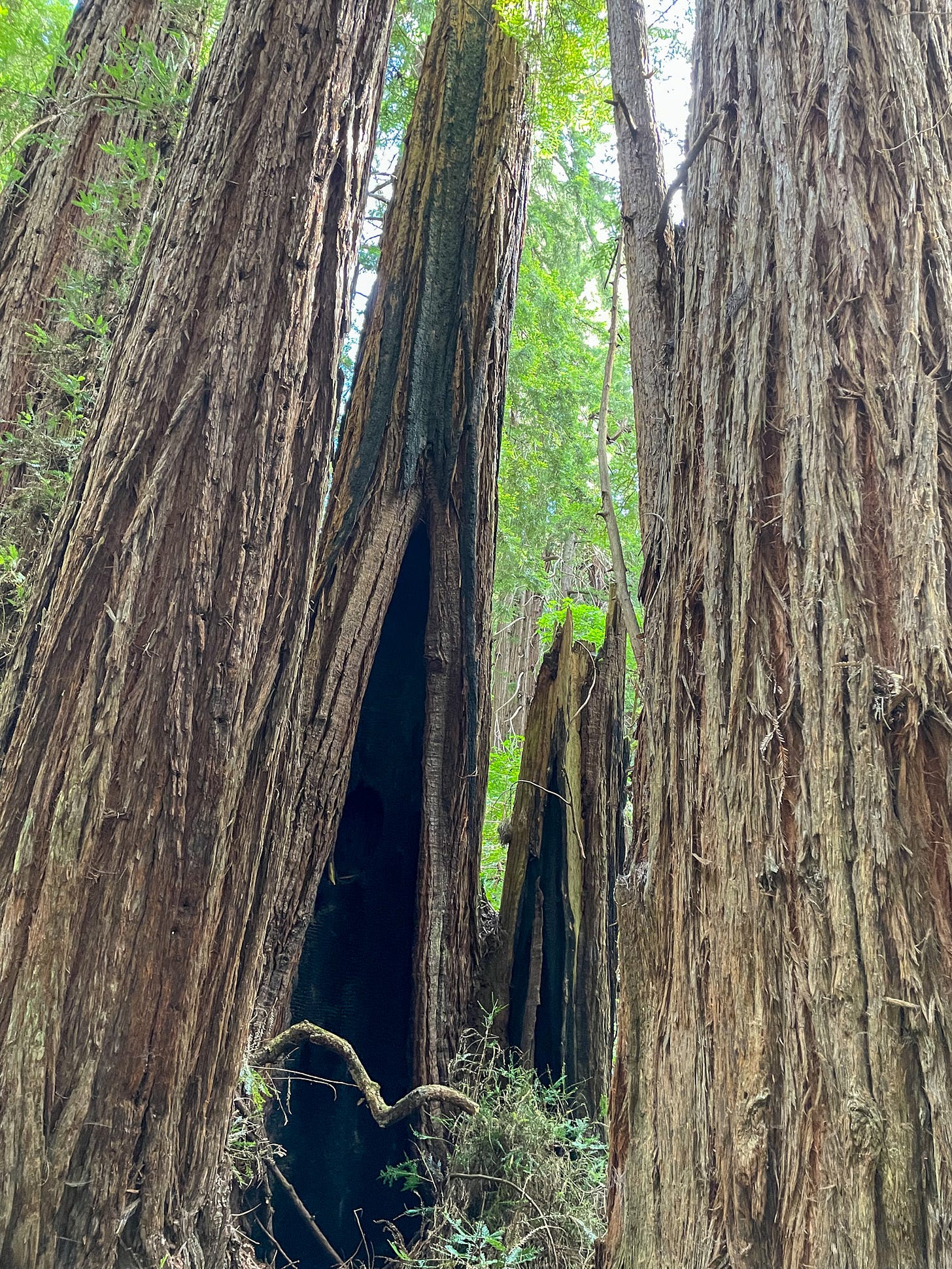 redwoods - with a cavity caused by fire