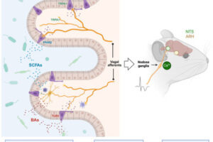 Mouse brain-gut infographic