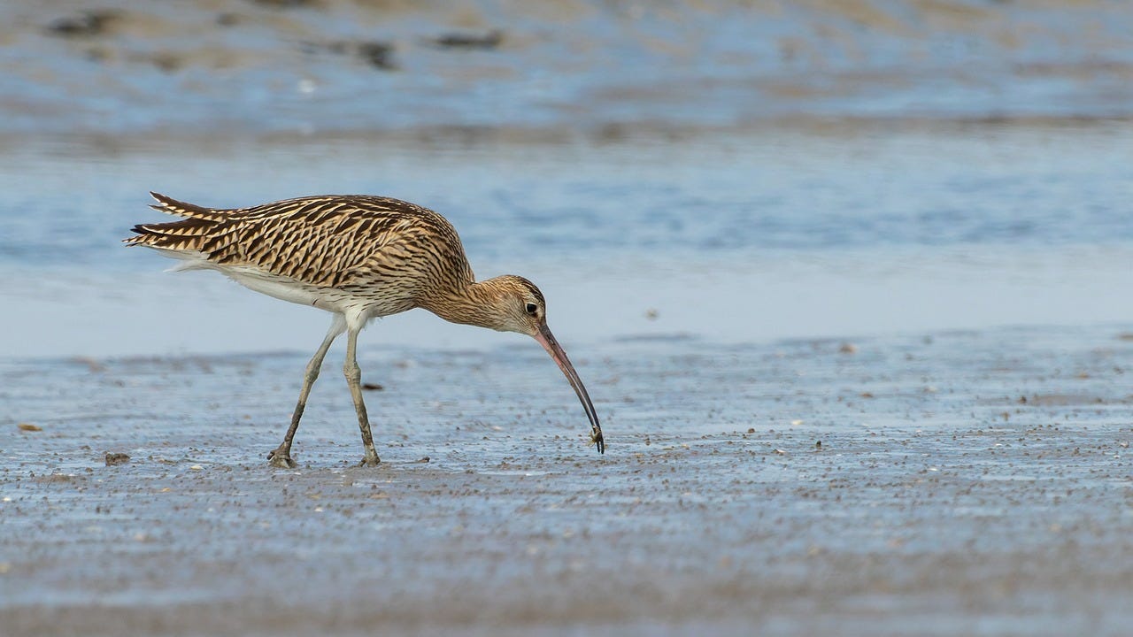 Curlew - large brown, long-legged bird with decurved beak feeding on a flat expanse of mud