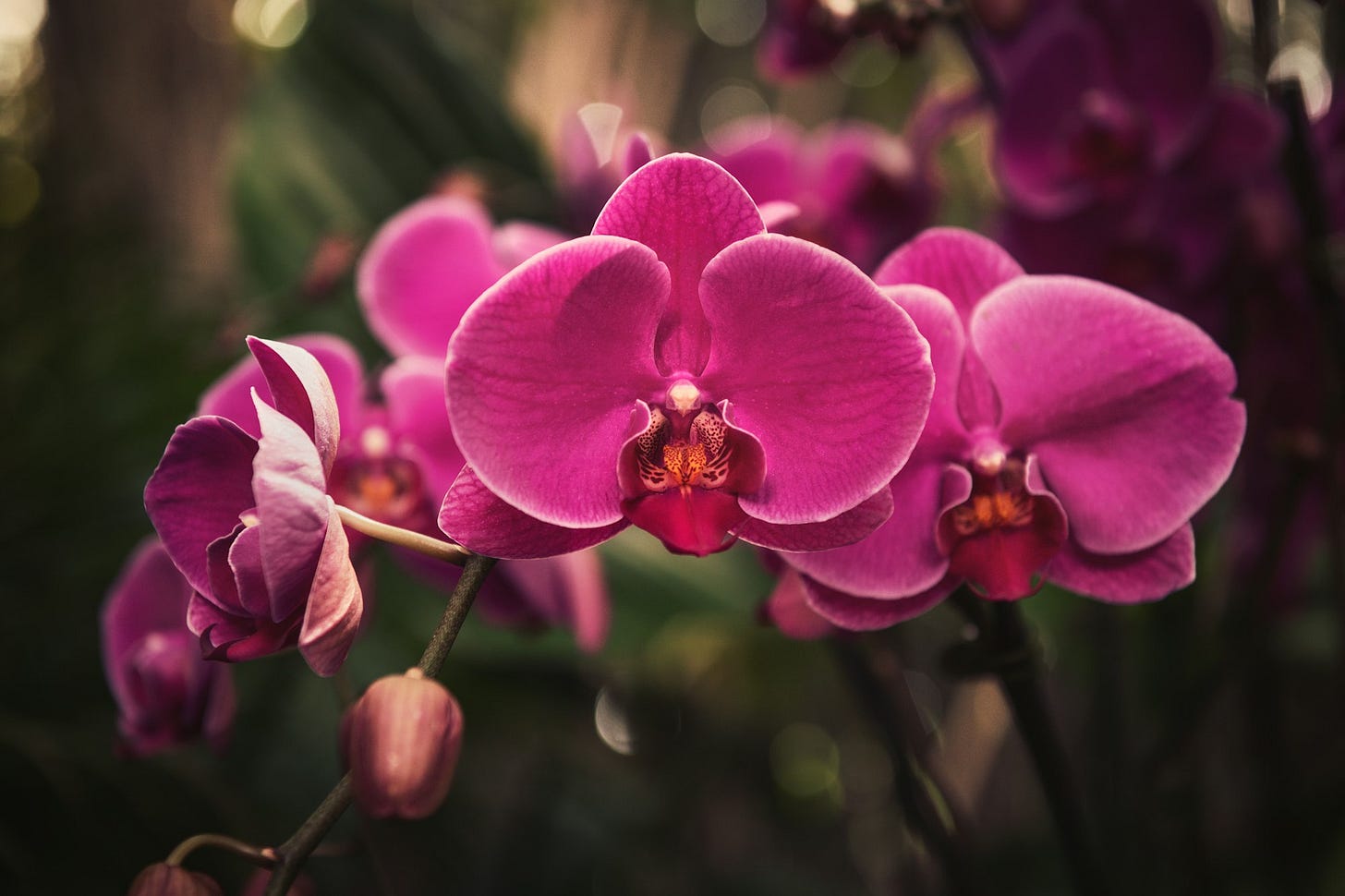 pink moth orchid in bloom during daytime pink moth orchid in bloom during daytime