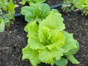green lettuce in my garden