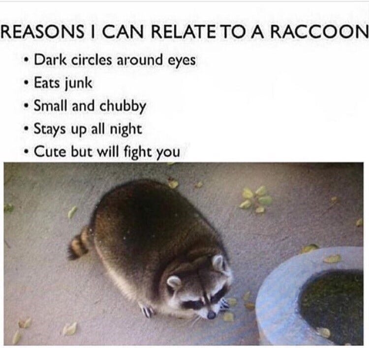 Meme - "REASONS I CAN RELATE TO A RACCOON Dark circles around eyes Eats junk Small and chubby Stays up all night Cute but will fight you"
