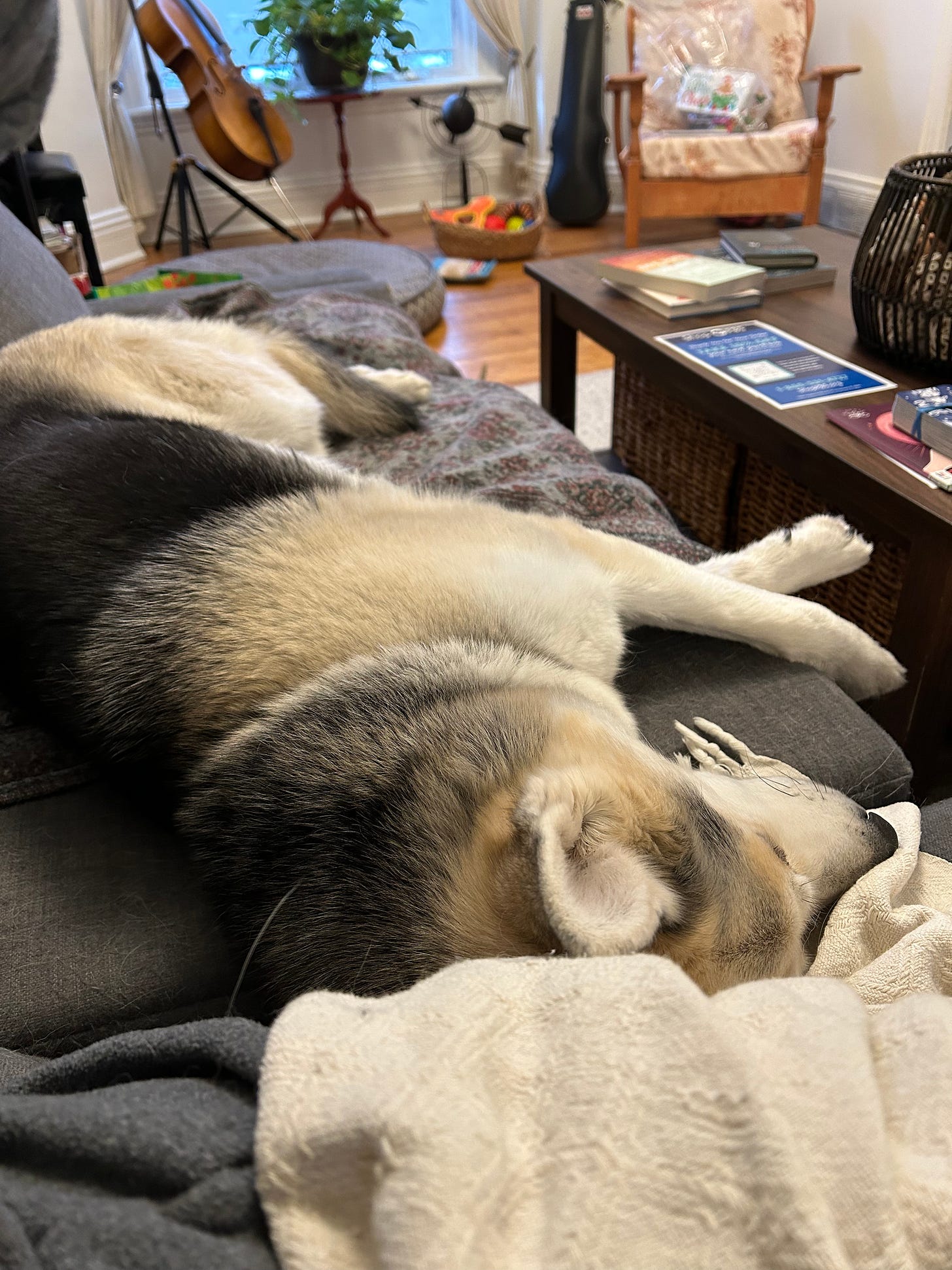 A black and white husky dog lies stetched out on a bluish-grey couch. Behind her in the background is a wooden coffee table and several musical instruments--a cello in a stand and a violin in its case--propped up against the wall.