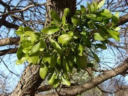  Phoradendron leucarpum