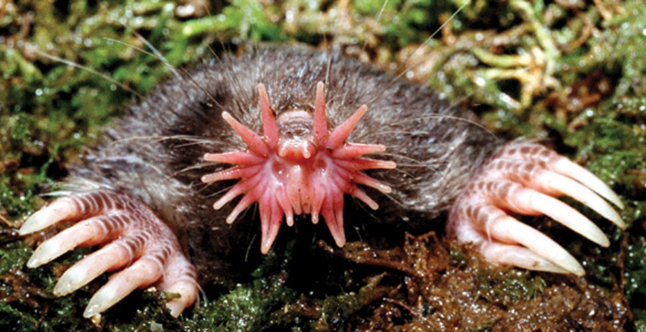 Inside the Bizarre Life of the Star-Nosed Mole, World's Fastest Eater