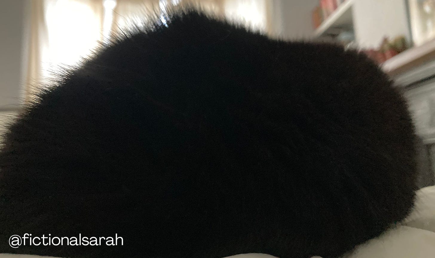 A black floof ball of Willow the cat butt sitting on my chest first thing in the morning