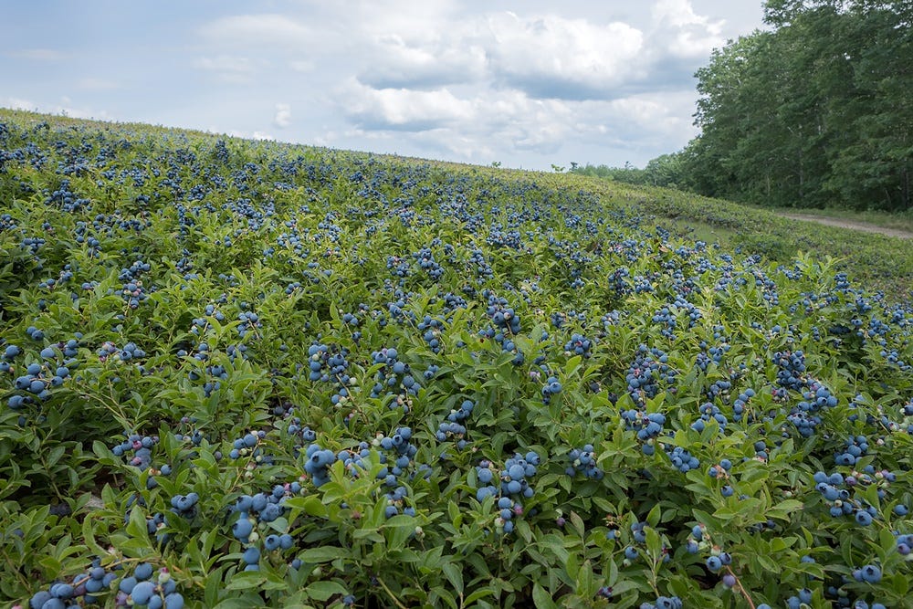 An Ode to Wild Maine Blueberries #NatureMatters