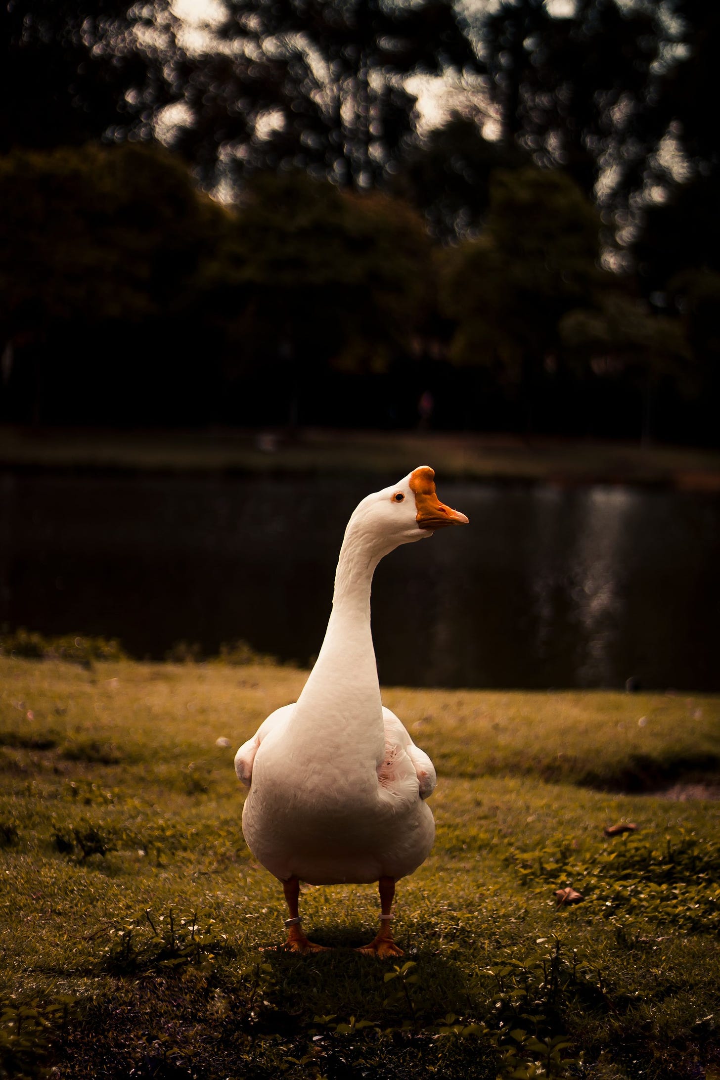 Photo of white goose by Hiago Italo via Pexels