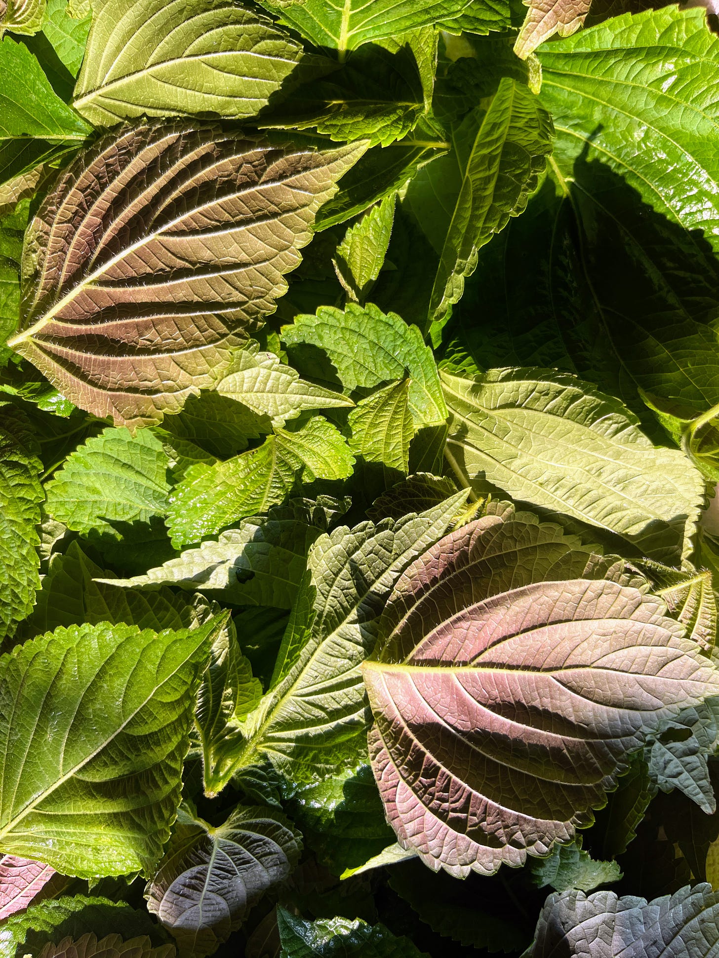 Perilla leaves, spread out drying