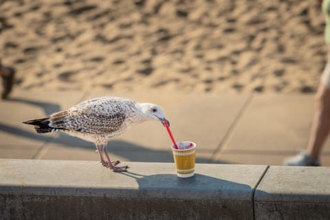 white bird with brown spots grabs red spoon with beak