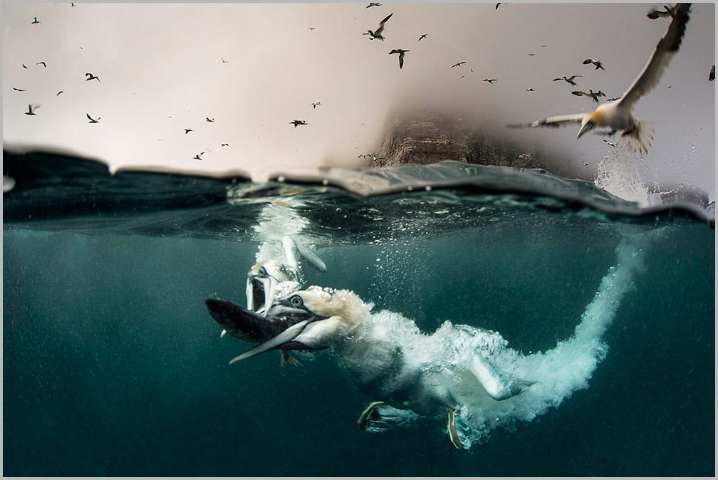 Underwater Gannet Photography - Shetland Photo Tours