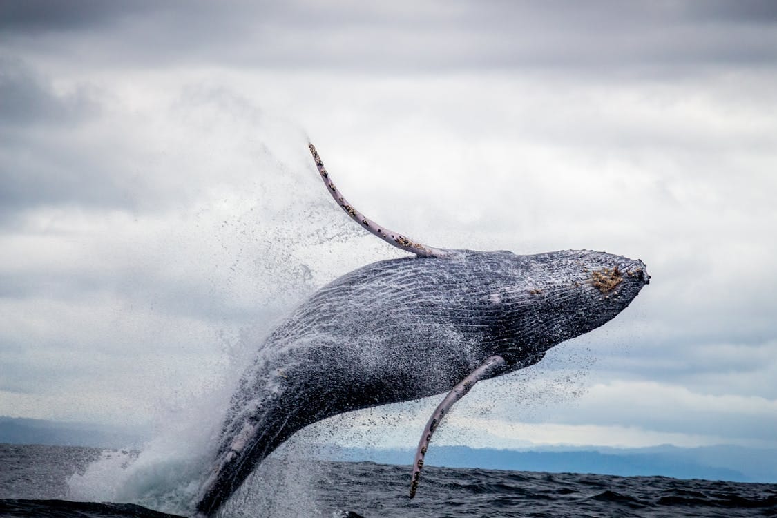 Free Black and White Whale Jumping on Water Stock Photo