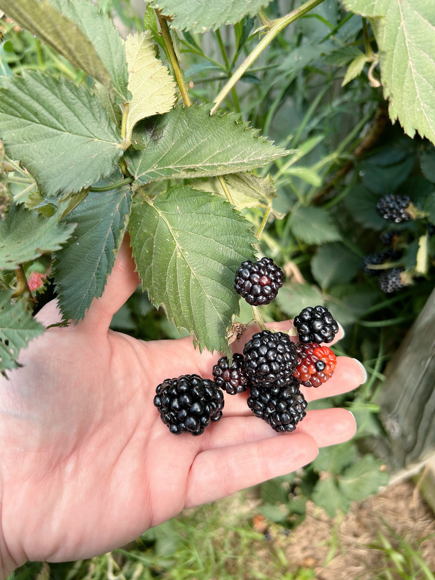 My pale hand behind ripening blackberries.