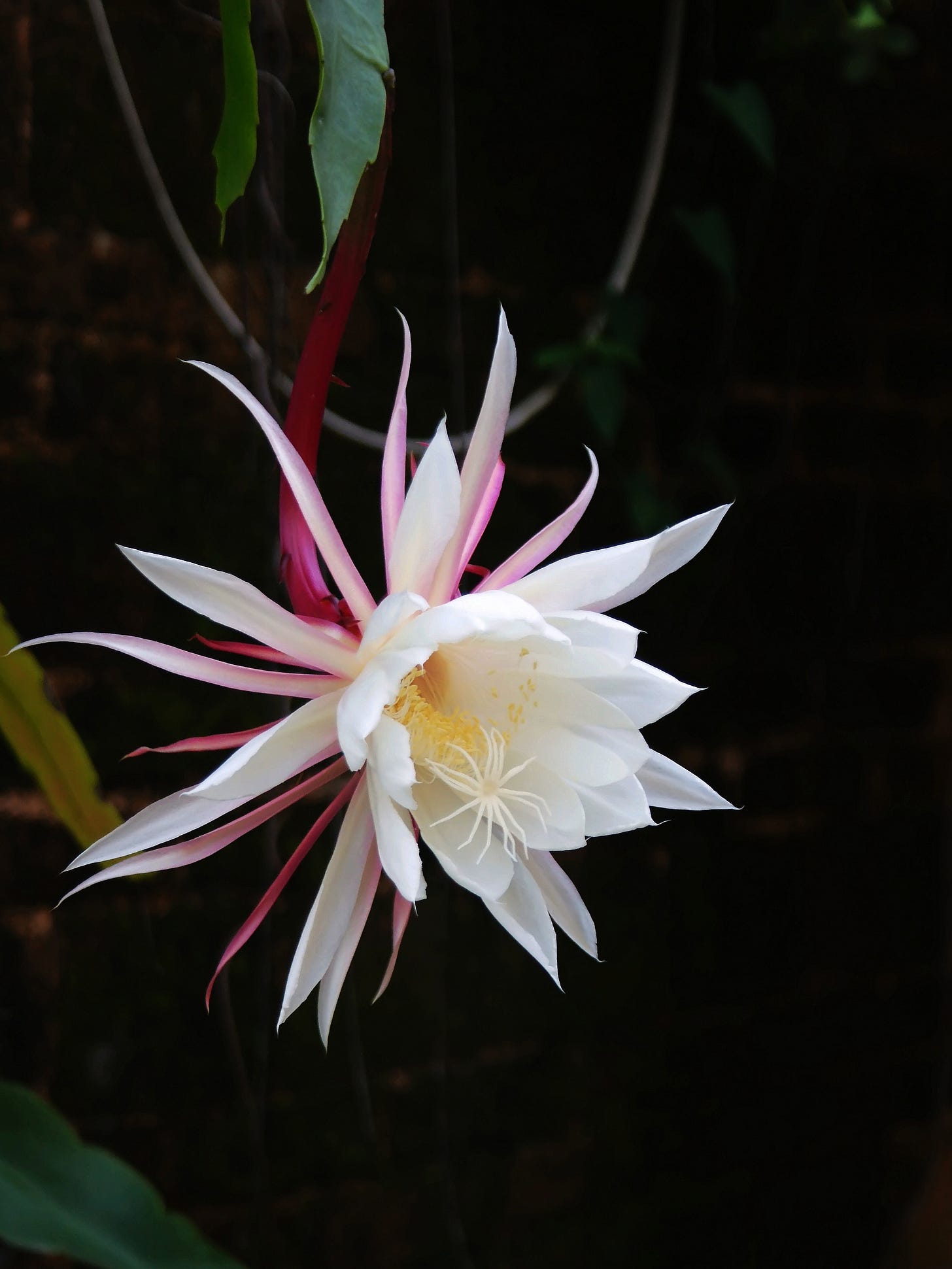 Epiphyllum oxypetalum bloom