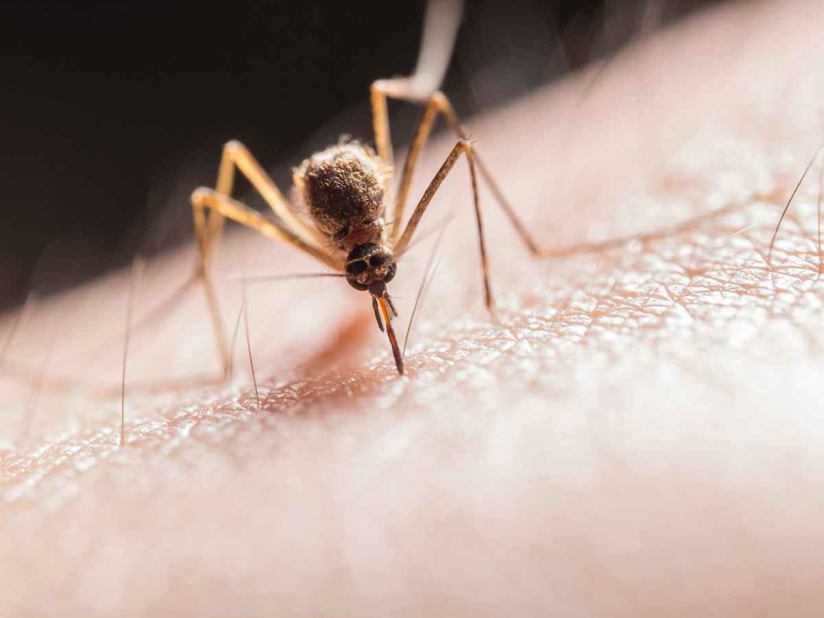 Newport County resident tests positive for West Nile Virus