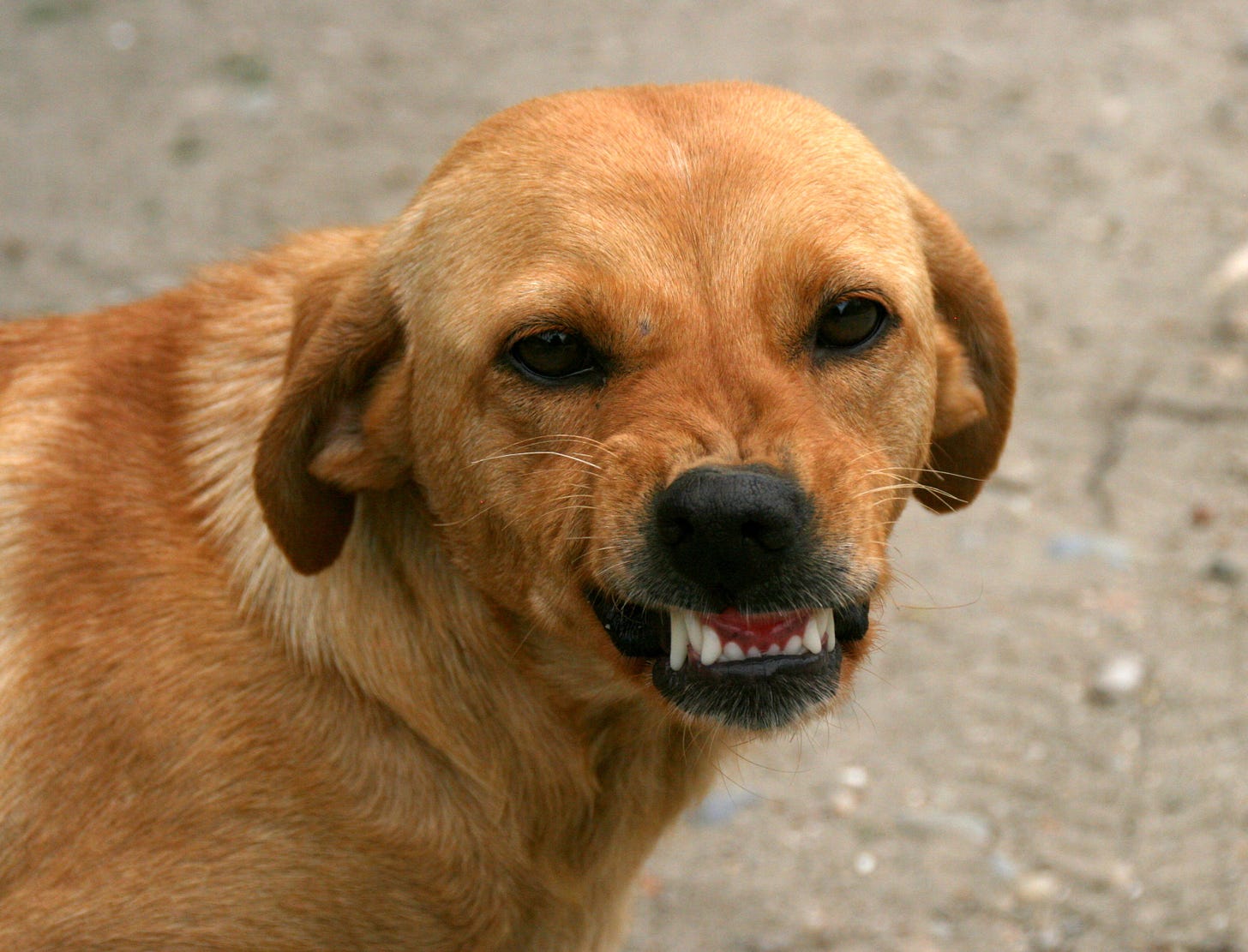 Free photo: Angry Dog - Angry, Animal, Dog - Free Download - Jooinn