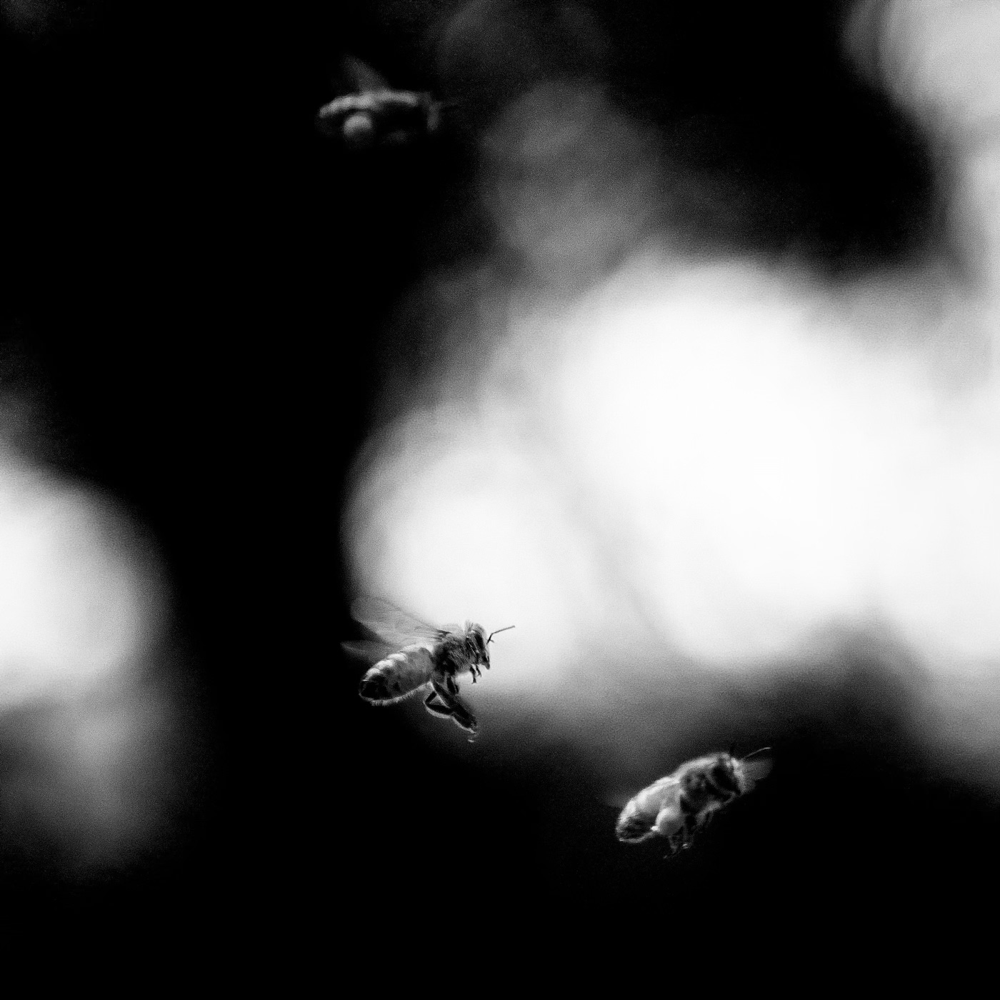 In a dance of shadows, honey bees hover in grayscale, delicate wings etched against the soft blur of light.