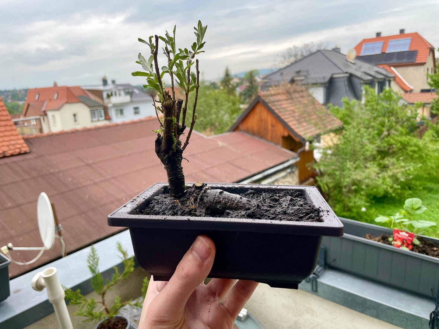 Sea Buckthorn Offshoot Pre-Bonsai