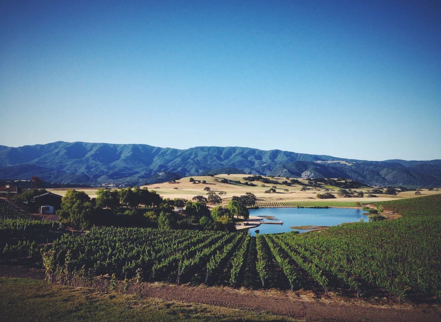 Two Wolves vineyard in Santa Barbara County