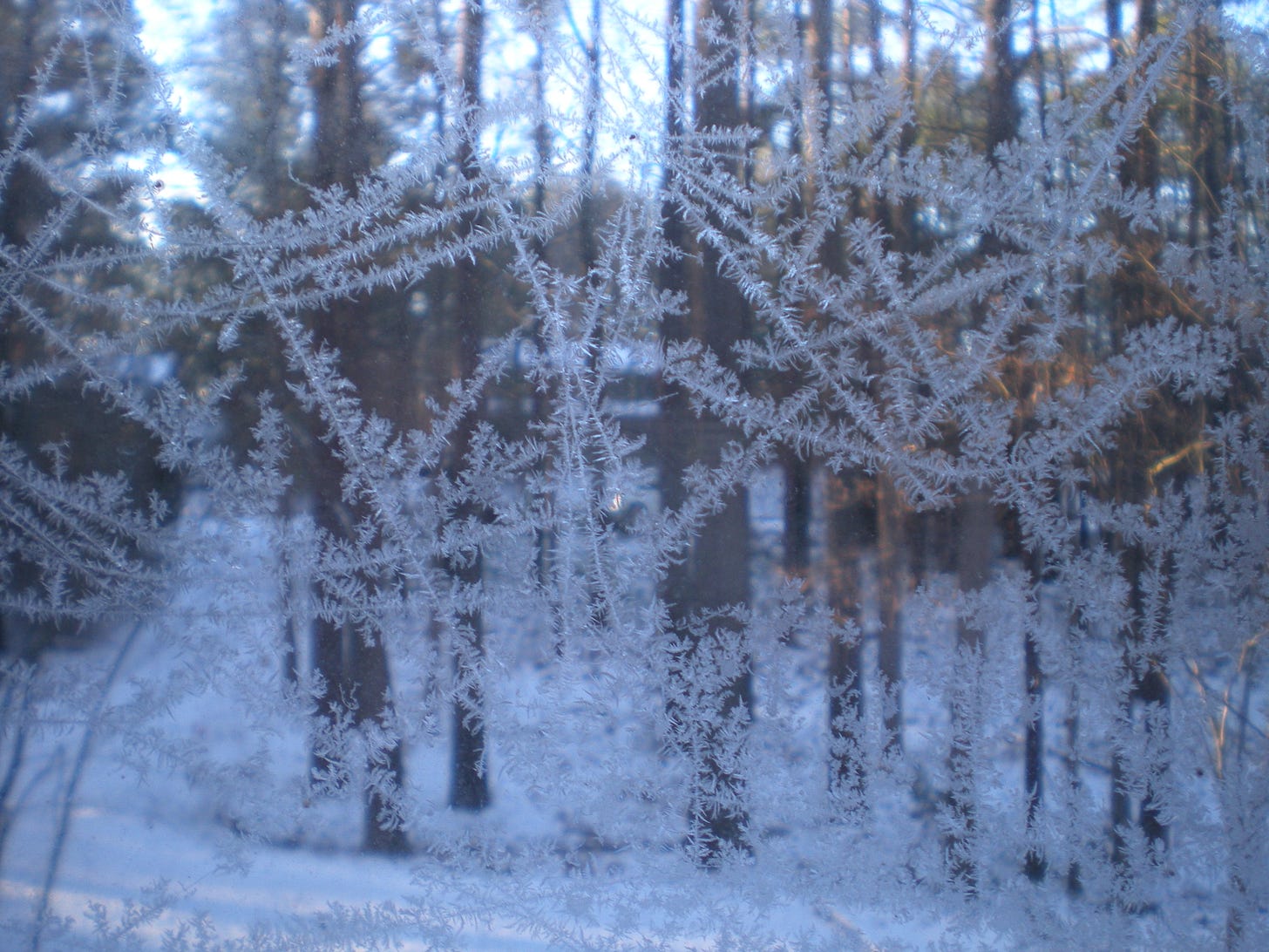 Frost branches across a window looking out on a snowy landscape with tall trees in the foreground.