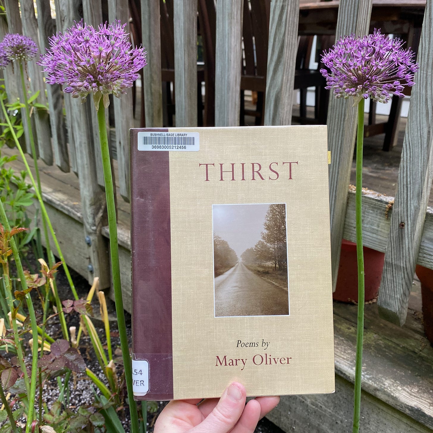 I’m holding Thirst between two purple allium flowers in a garden.