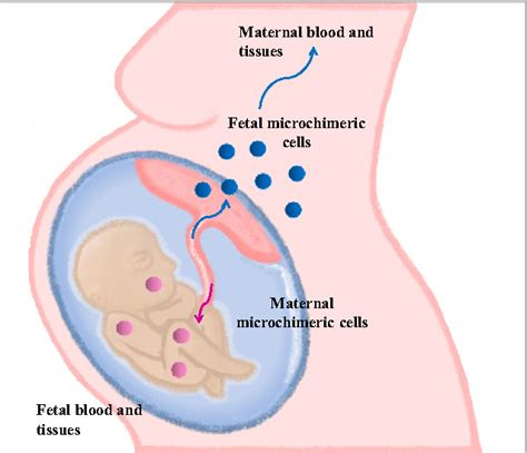 Fetal Microchimerism: A genetic phenomenon for better or worse | Shanon ...