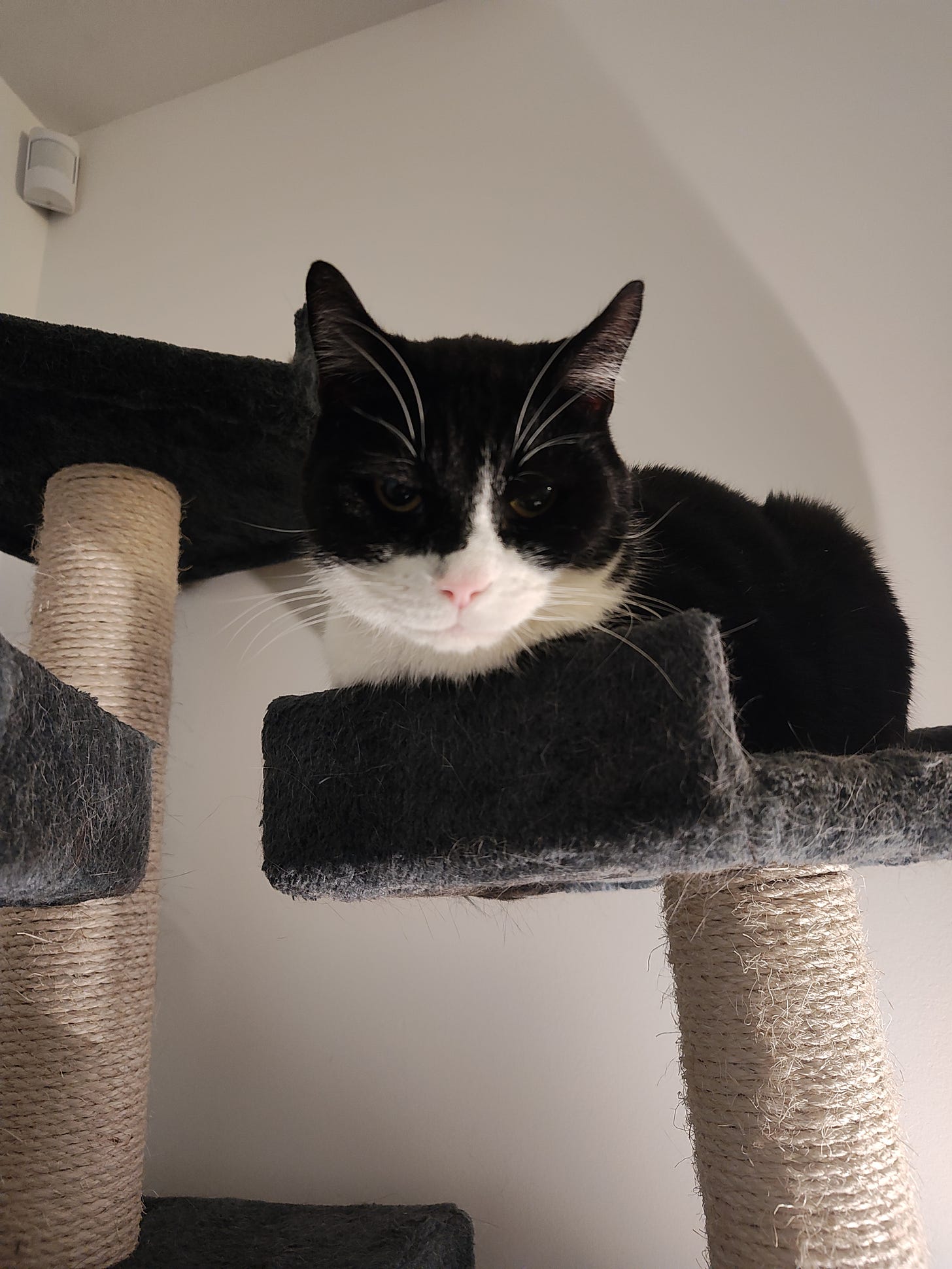 Photo of a black and white cat sat on a tall cat tree, being uplit by the lamp below.