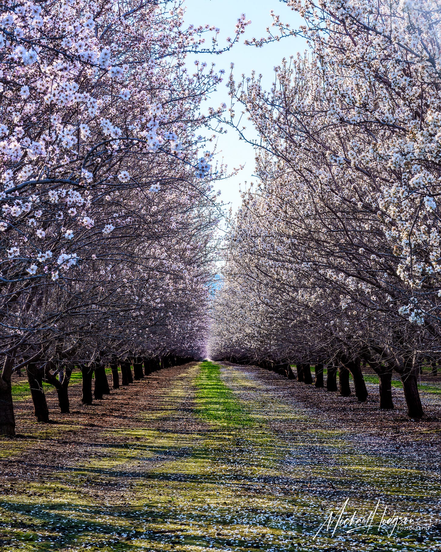 A tunnel of almond blossoms with petals scattered on the ground in Capay Valley