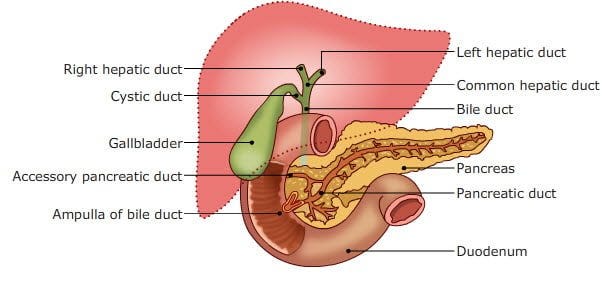 Functional anatomy of biliary secretion