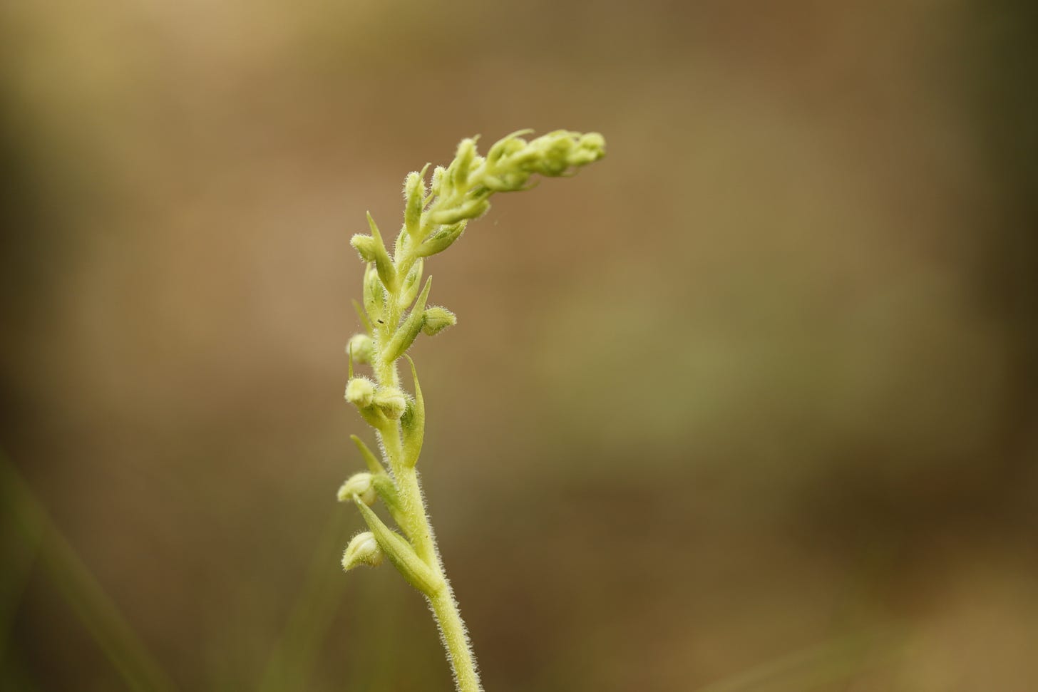 The graceful curve of the flower spike of Creeping lady’s tresses (Goodyera repens). The pale green flowers of this orchidhave yet to open. Close up the hairs on the stem are visible.