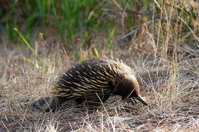 Echidna sighting on French Island.